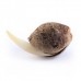 Sweet Skunk Auto - Royal Queen Seeds